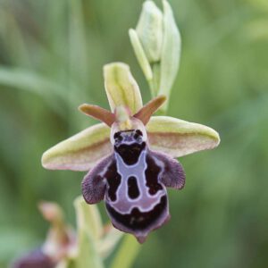 Ragwurzhybride (Ophrys cretica x spruneri)