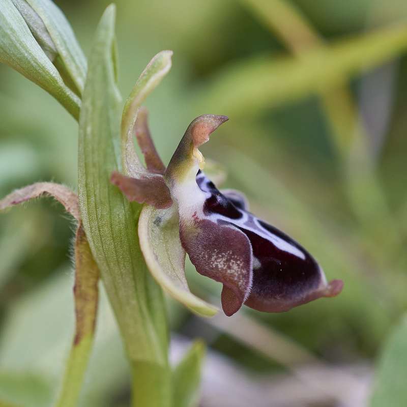 Kreta-Ragwurz subsp. beloniae (Ophrys cretica var. beloniae)