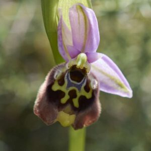 Bischofs-Ragwurz (Ophrys episcopalis)