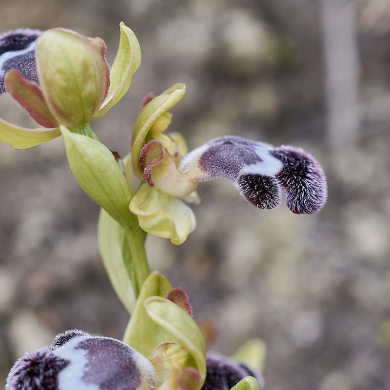 Fleischmanns Ragwurz (Ophrys fleischmannii)