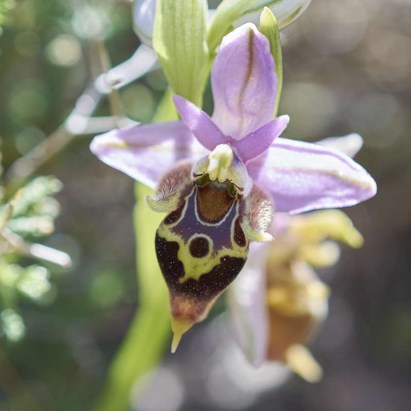 Heldreichs-Ragwurz (Ophrys heldreichii)