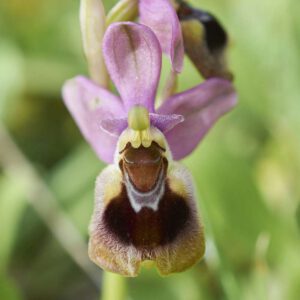 Wespen-Ragwurz subsp. leochroma (Ophrys tenthredinifera subsp. leochroma)
