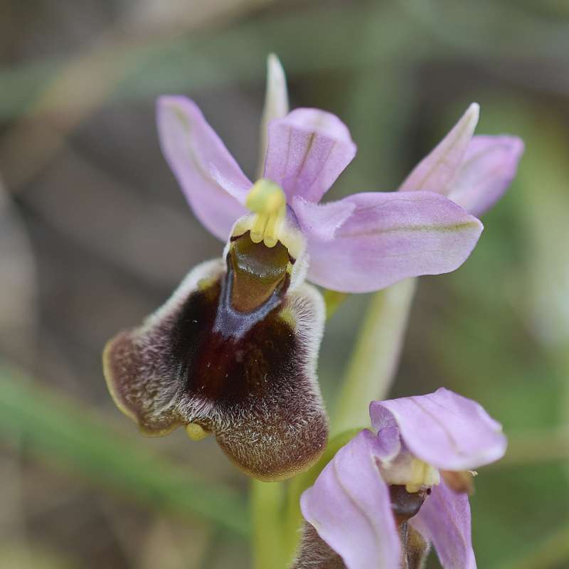 Wespen-Ragwurz subsp. villosa (Ophrys tenthredinifera subsp. villosa)