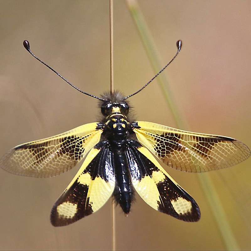 Östlicher Schmetterlingshaft (Libelloides macaronius)