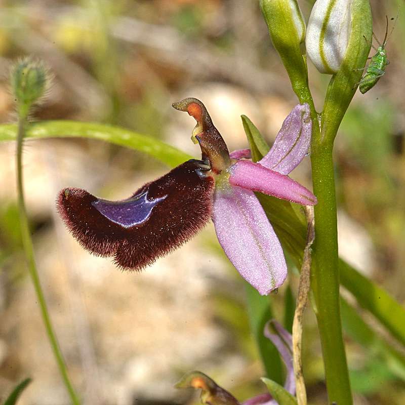 Bertolonis Ragwurz (Ophrys bertolonii)