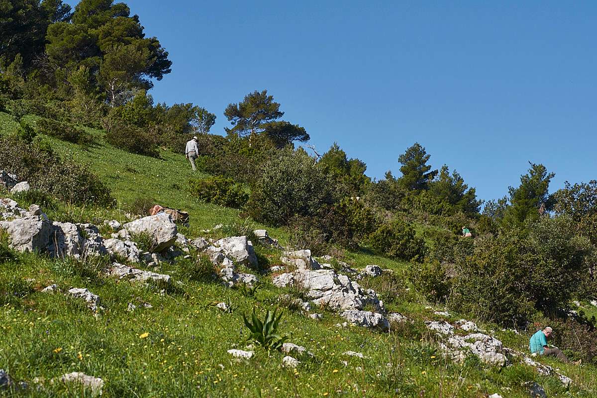 Typischer Orchideen-Fundort in Apulien