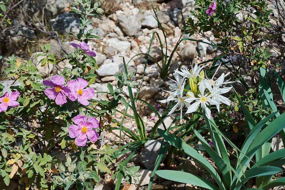 Pflanzen der Garrigue: Kretische Zistrose (Cistus creticus, li.) und Illyrische Pankrazlilie (Pancratium illyricum)