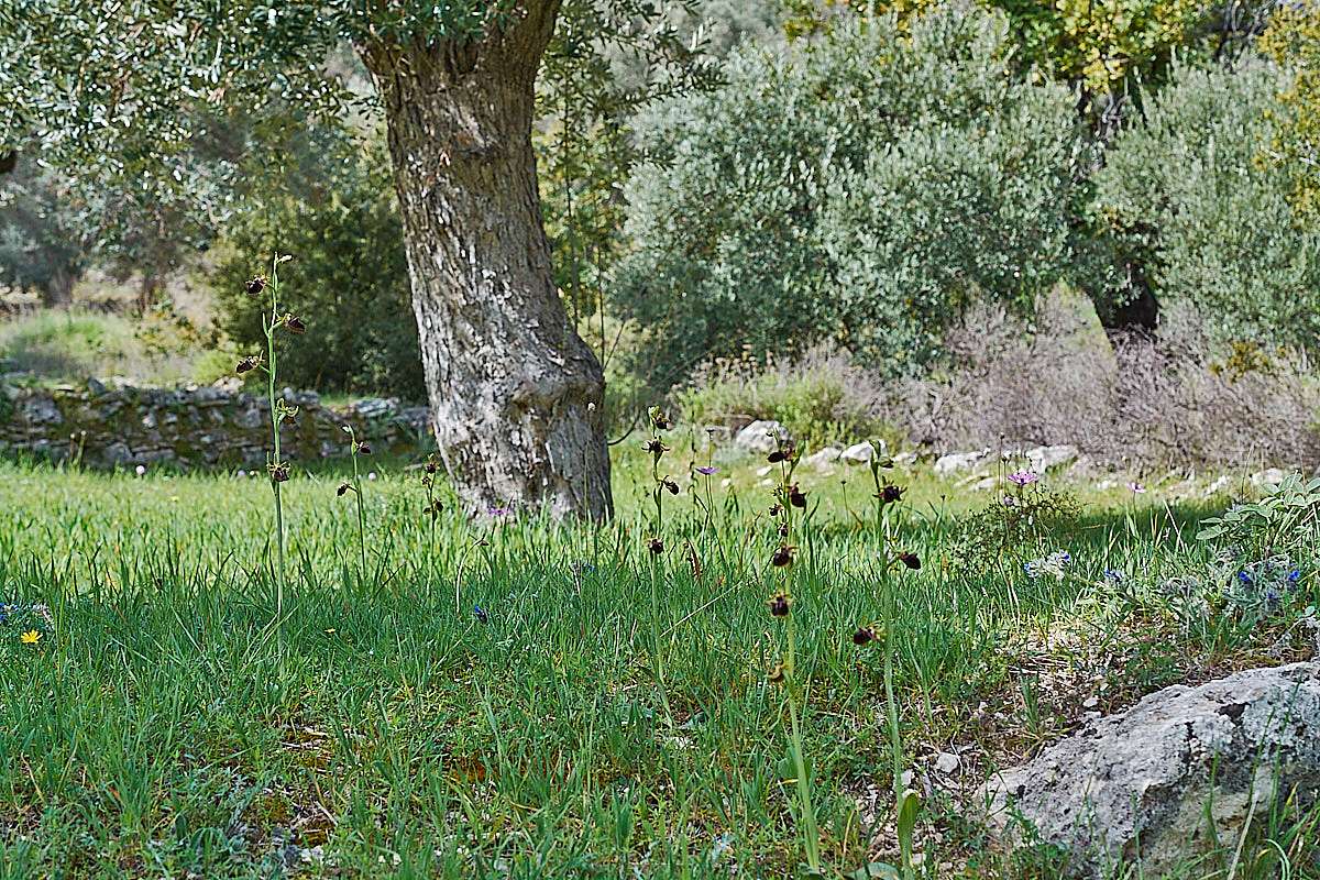 Gewöhnliche Busen-Ragwurz (Ophrys mammosa var. mammosa)