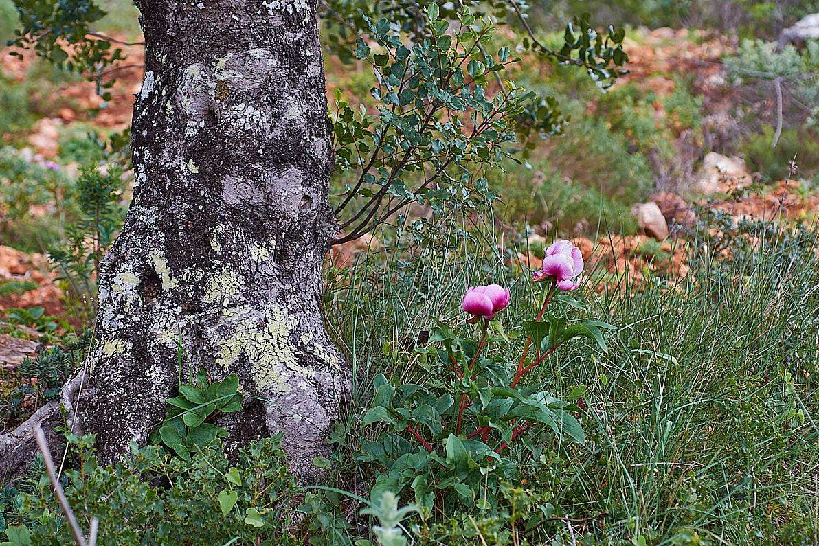 Iberische Bergwald-Pfingstrose (Paeonia broteroi)