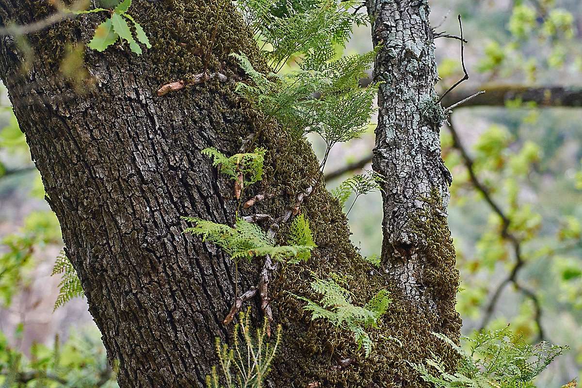 Kanarischer Hasenfußfarn (Davallia canariensis) auf einem Baum