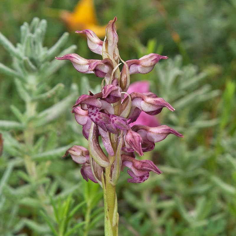 Wohlriechendes Wanzen-Knabenkraut (Orchis coriophora subsp. fragrans)
