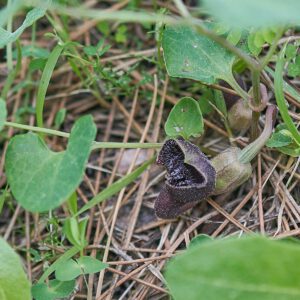 Guichards Osterluzei (Aristolochia guichardii)