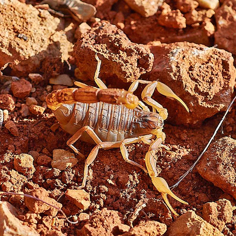 Gelbschwänziger Skorpion (Euscorpius flavicaudis)