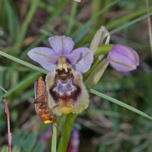 Wespen-Ragwurz var. neglecta (Ophrys tenthredinifera var. neglecta) und Eichen-Blütenbock (Grammoptera ustulata) mit Pollinien