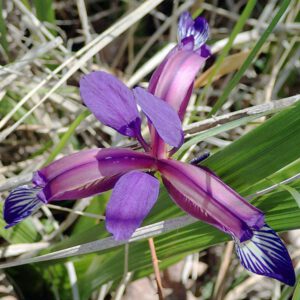 Grasblättrige Schwertlilie (Iris graminea)