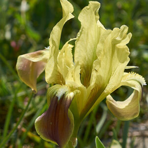Sizilische Zwergiris (Iris pseudopumila)