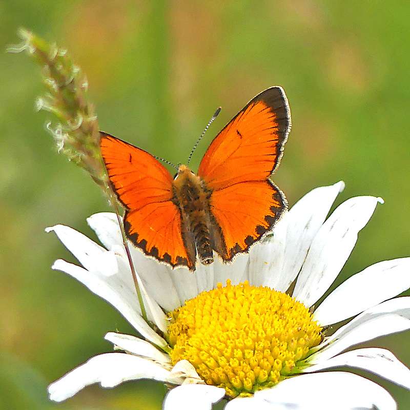 Lycaena hippothoe subsp. eurydame