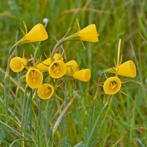 Reifrock-Narzisse (Narcissus bulbocodium)