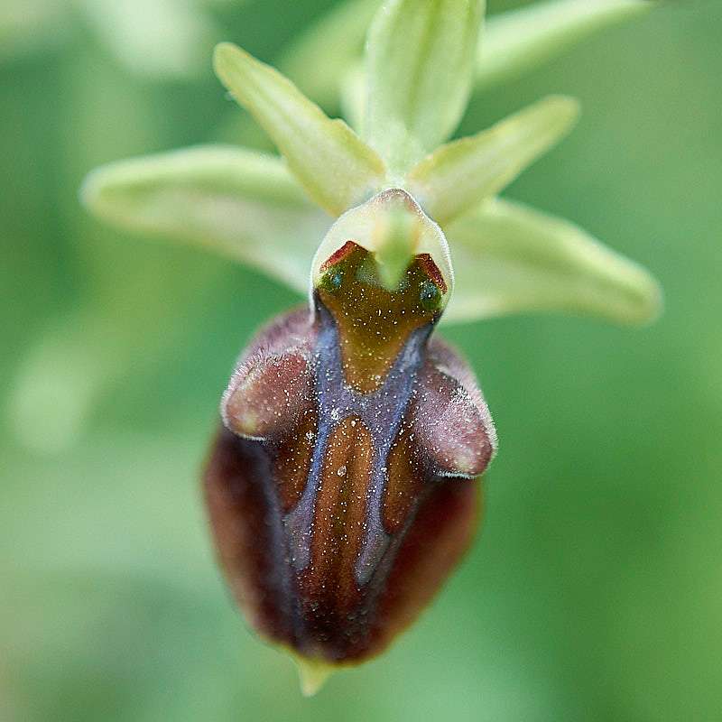 Heras Ragwurz (Ophrys herae)