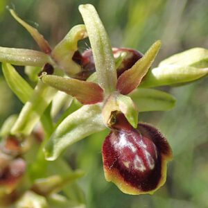 Ophrys sphegodes subsp. riojana