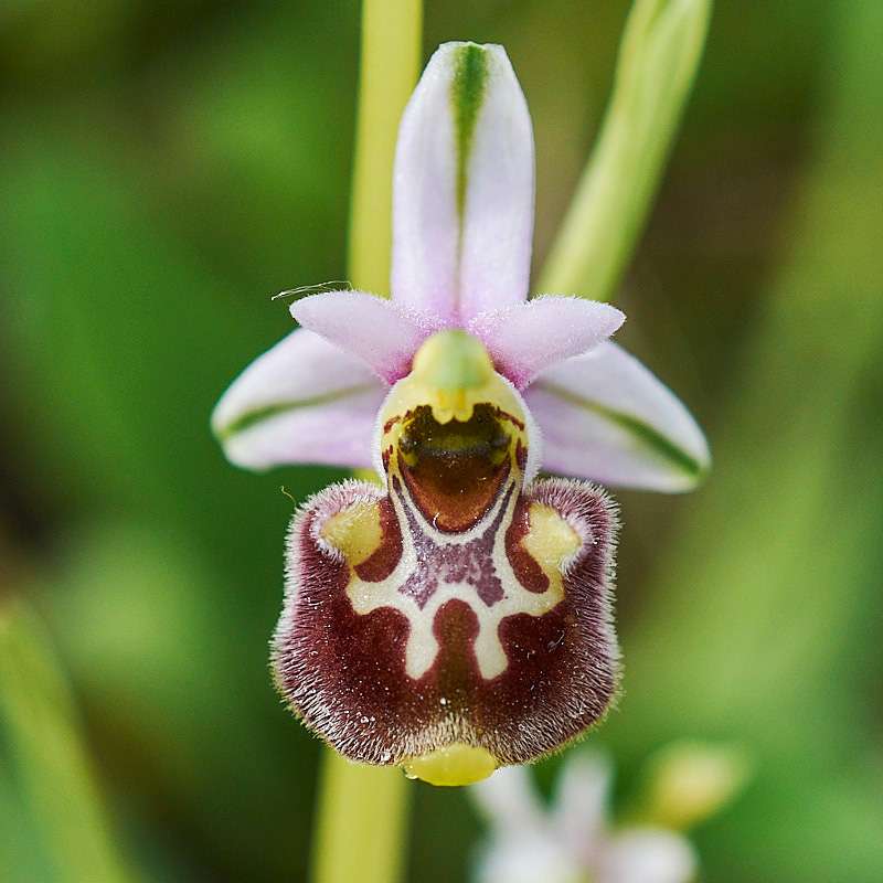 Hummel-Ragwurz var. annae (Ophrys fuciflora var. annae)