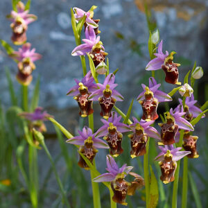 Bischofs-Ragwurz subsp. apulica (Ophrys episcopalis subsp. apulica)