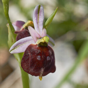 Brillen-Ragwurz (Ophrys argolica subsp. biscutella)