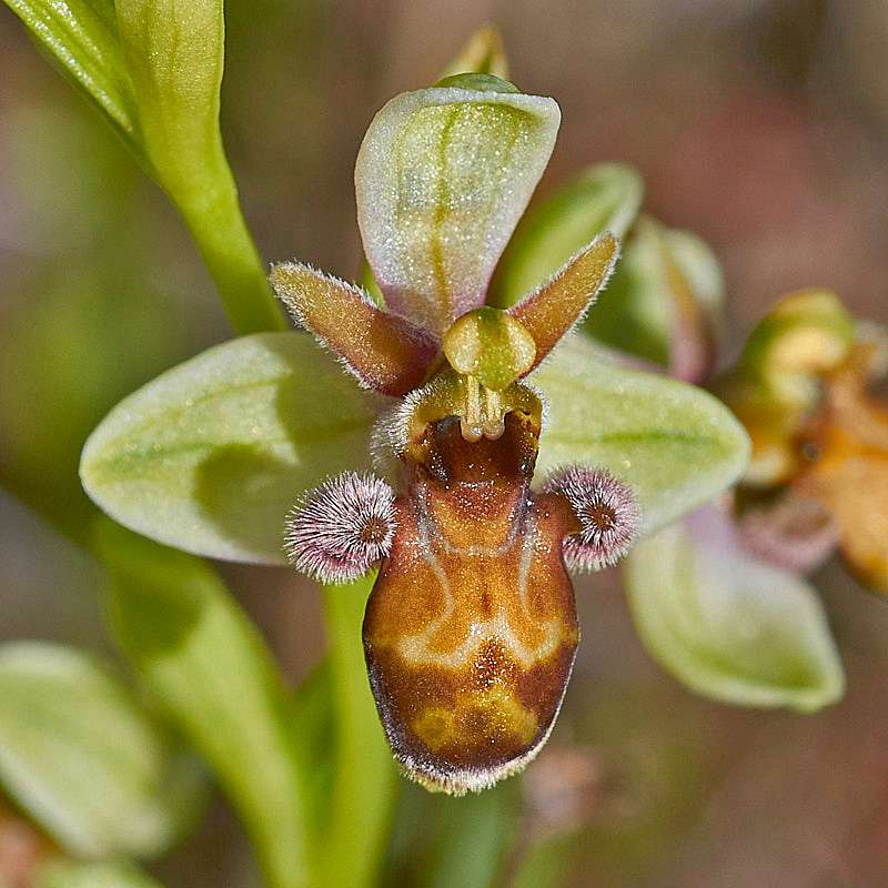 Ophrys bombyliflora x scolopax subsp. picta