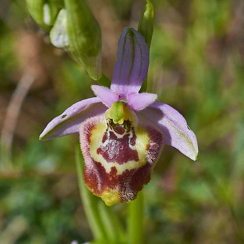 Weißglanz-Ragwurz (Ophrys candica)