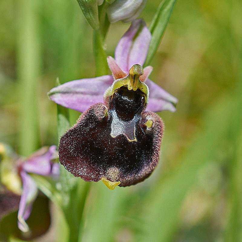Chestermanns Ragwurz (Ophrys chestermanii)