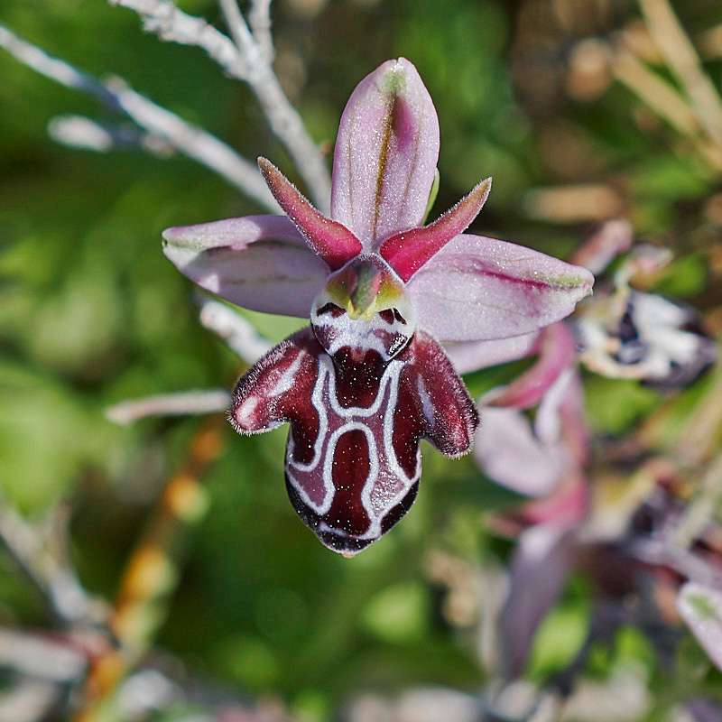 Kreta-Ragwurz var. beloniae (Ophrys cretica var. beloniae)