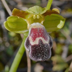 Marokkanische Ragwurz (Ophrys dyris)