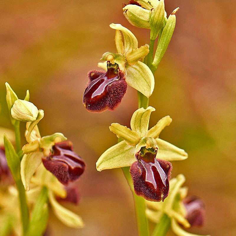 Gewöhnliche Hochgewachsene Ragwurz (Ophrys exaltata subsp. exaltata)