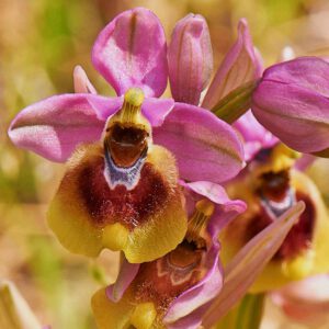 Wespen-Ragwurz var. grandiflora (Ophrys tenthredinifera var. grandiflora)