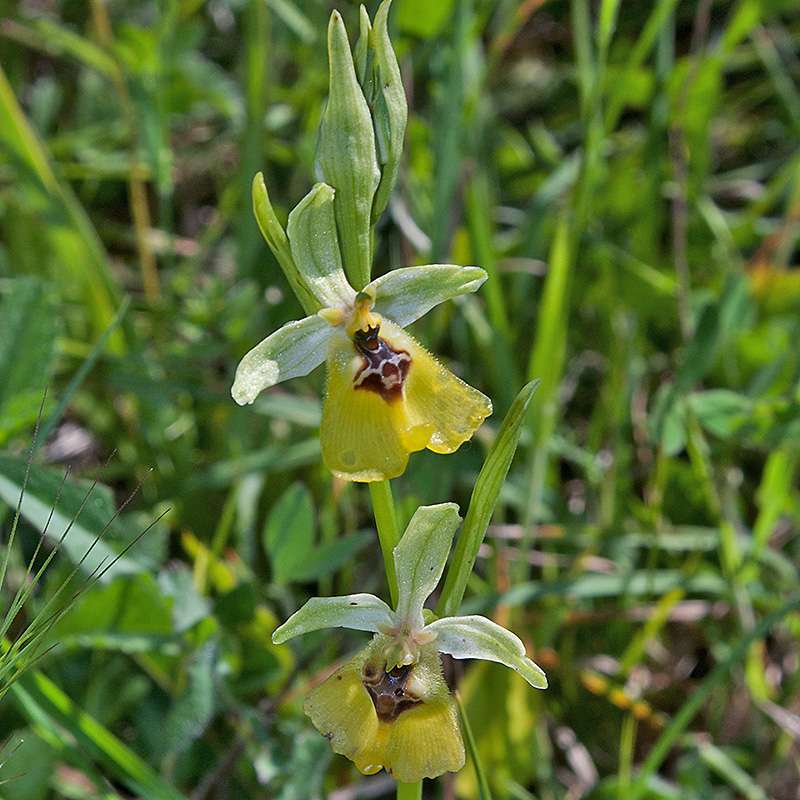 Lacaitas Ragwurz (Ophrys lacaitae)