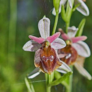Rhodische Ragwurz (Ophrys argolica subsp. lucis)