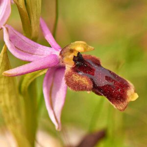 Halbmond-Ragwurz (Ophrys lunulata)