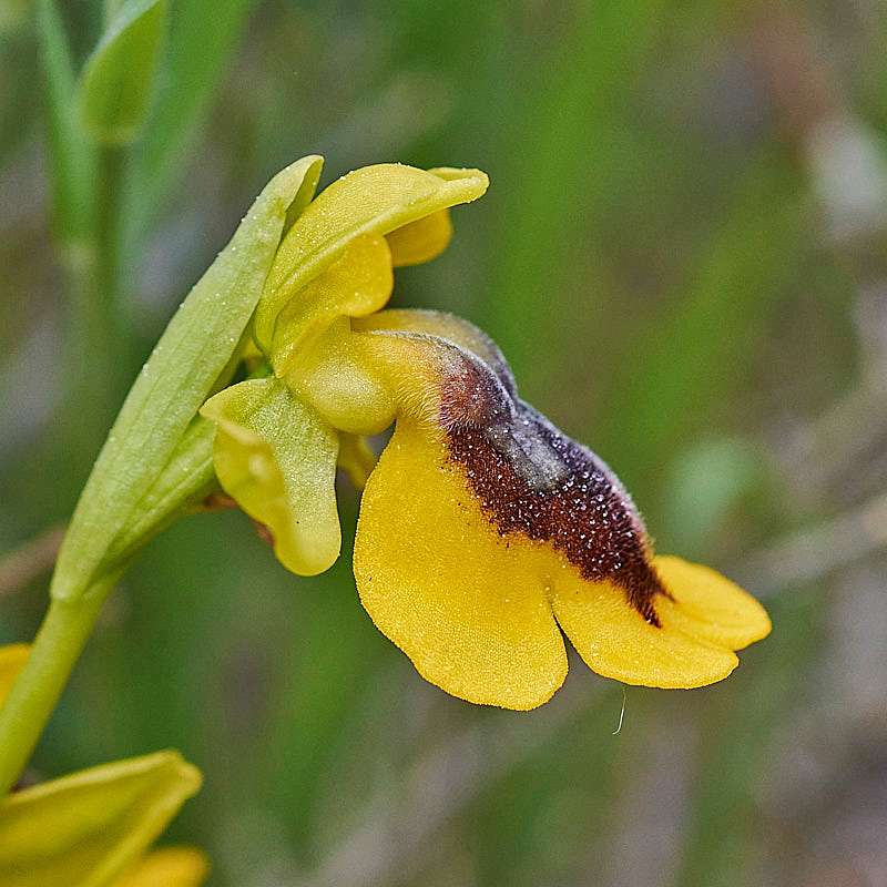 Gelbe Ragwurz var. lutea (Ophrys lutea var. lutea)