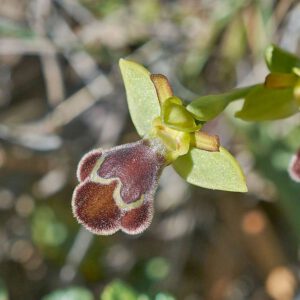 Omega-Ragwurz var. apollona (Ophrys omegaifera var. apollona)