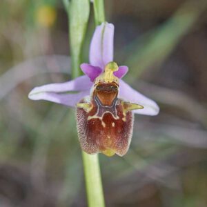 Oreas-Ragwurz (Ophrys oreas)