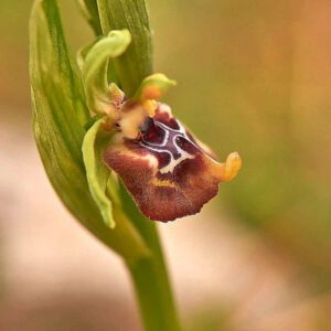Schnabel-Ragwurz var. biancae (Ophrys oxyrrhynchos var. biancae)