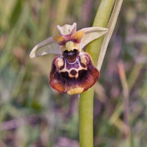 Schnabel-Ragwurz var. celiensis (Ophrys oxyrrhynchos var. celiensis)