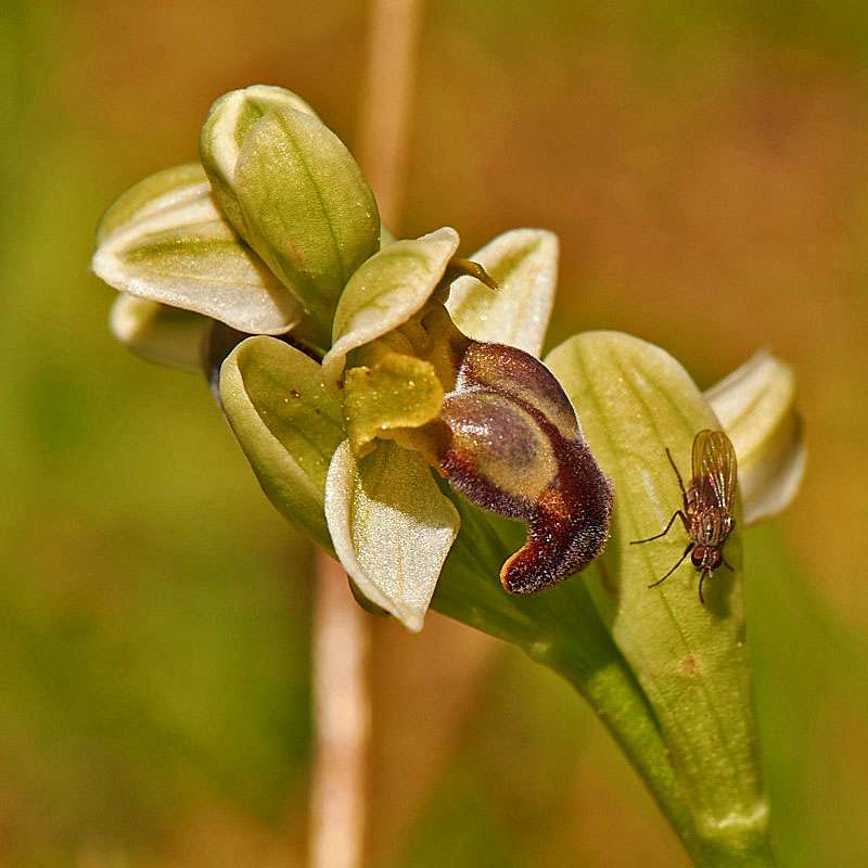 Bleiche Ragwurz (Ophrys pallida)