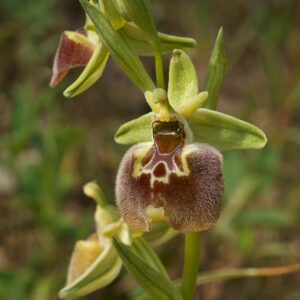 Hummel-Ragwurz subsp. parvimaculata (Ophrys fuciflora subsp. parvimaculata)
