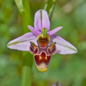 Schnepfen-Ragwurz var. picta (Ophrys scolopax var. picta)