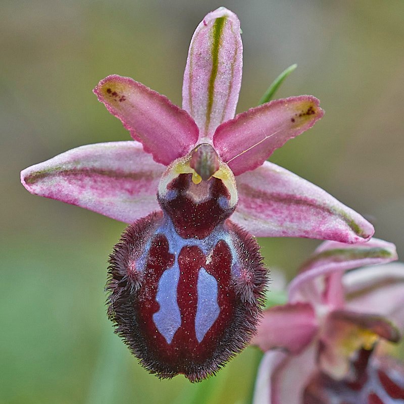 Siponto-Ragwurz (Ophrys sipontensis)