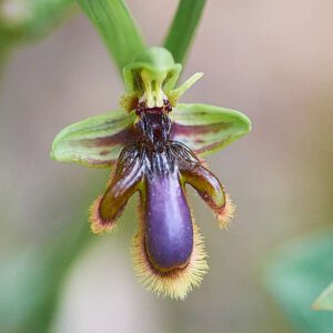 Spiegel-Ragwurz var. lusitanica (Ophrys speculum var. lusitanica)