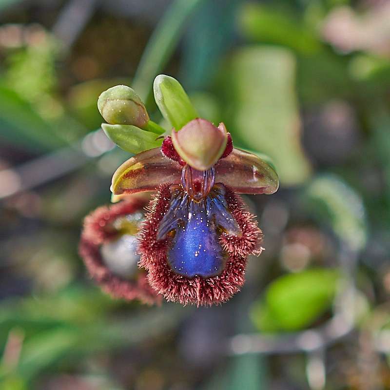 Östliche Spiegel-Ragwurz (Ophrys speculum var. orientalis)