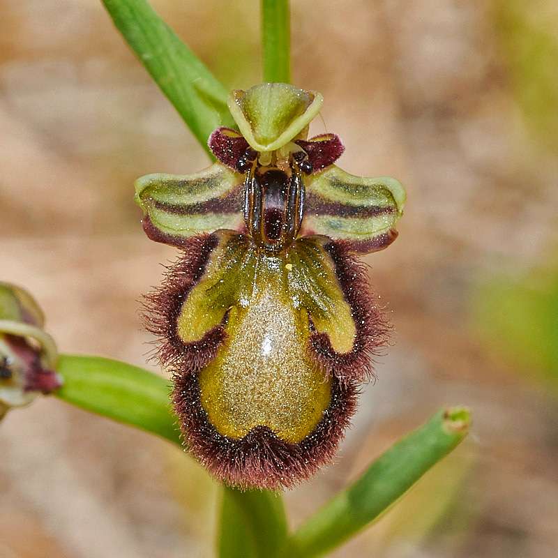 Spiegel-Ragwurz var. speculum (Ophrys speculum var. speculum), hypochrome Form