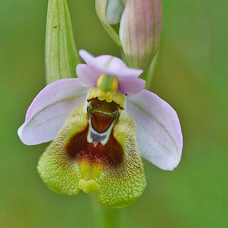 Wespen-Ragwurz var. ficalhoana (Ophrys tenthredinifera var. ficalhoana)